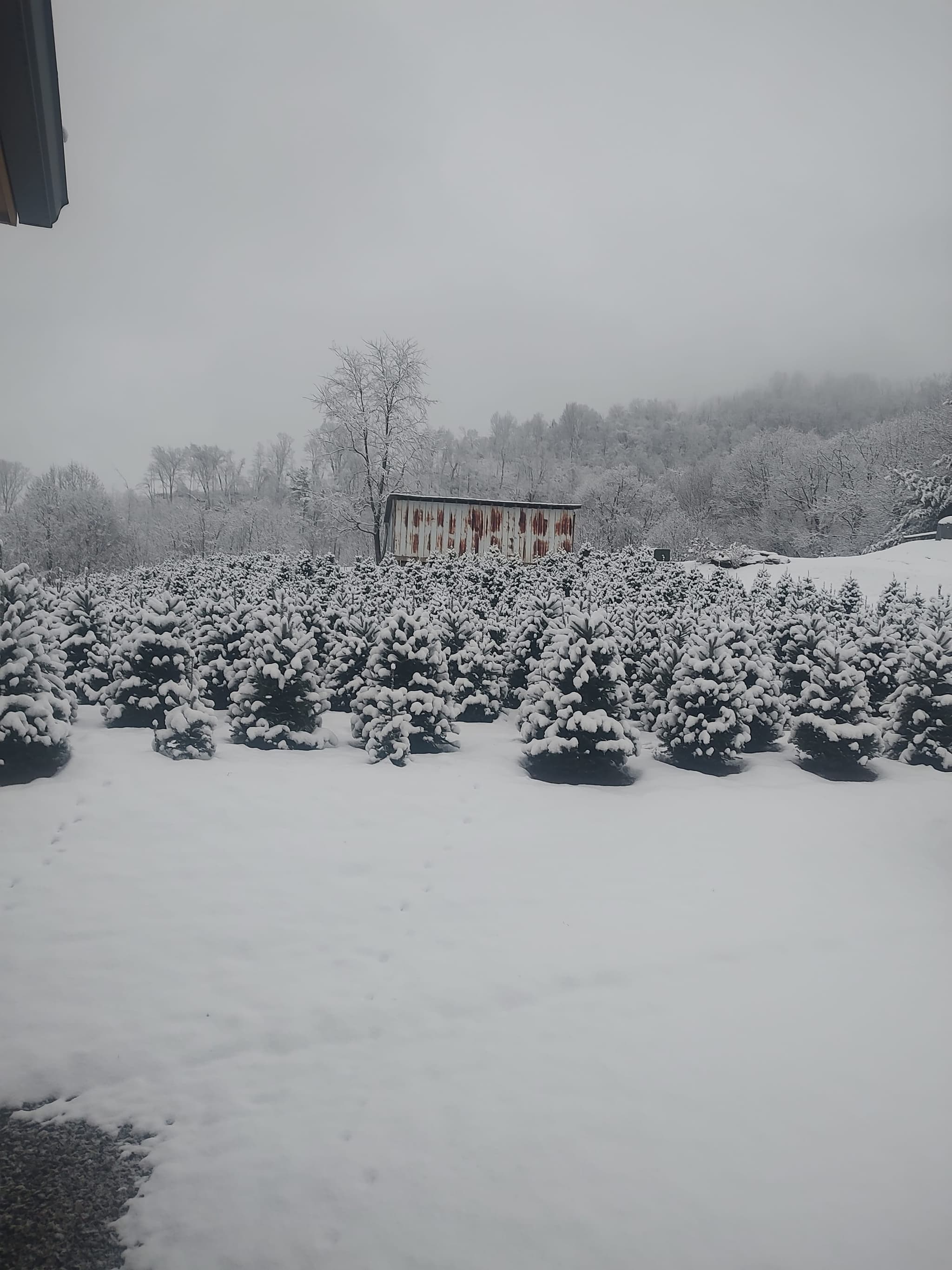 Handmade wreaths and greenery at Peach Bottom Christmas Tree Farm