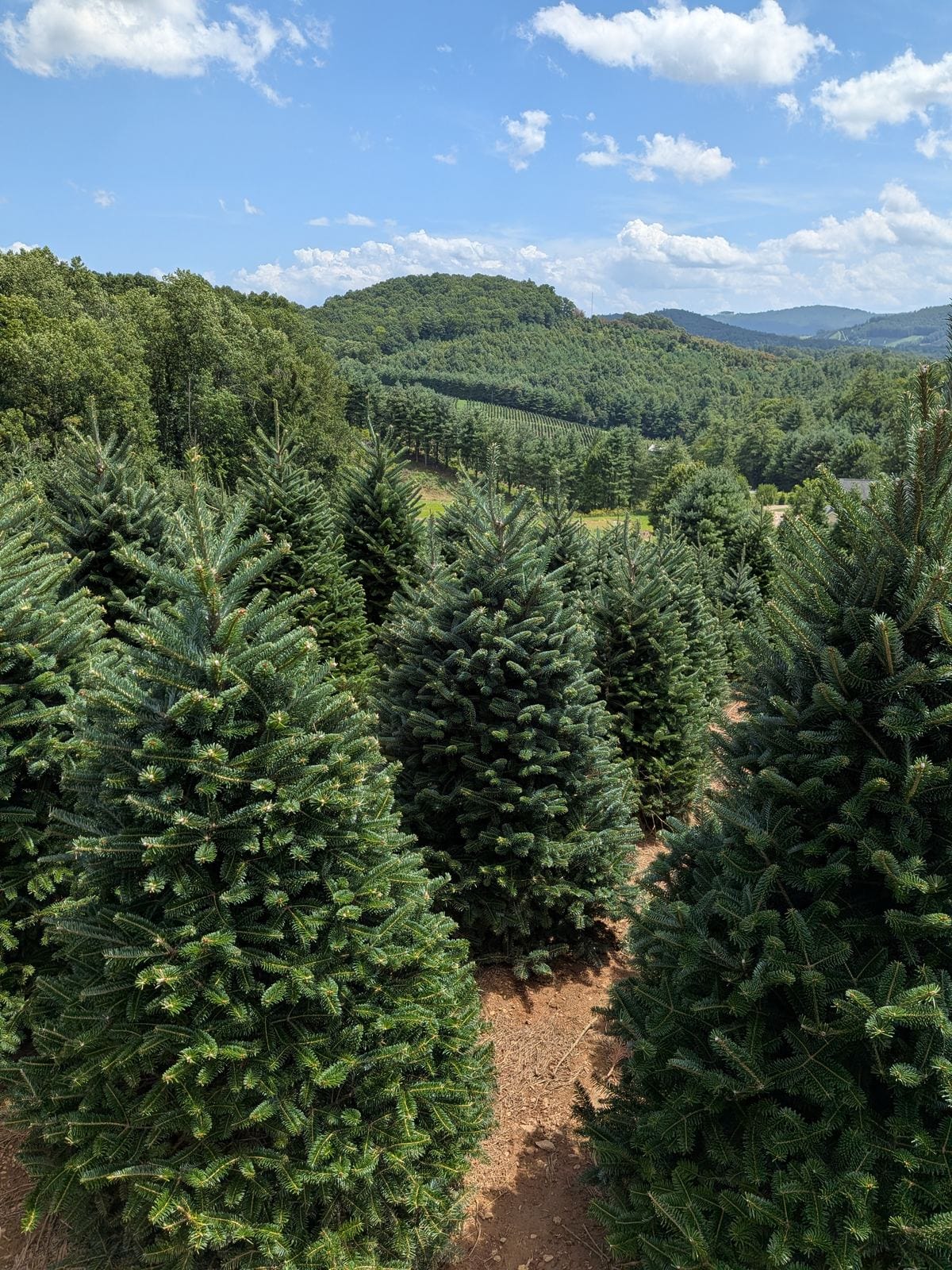 Rows of Fraser Firs on the farm with the Blue Ridge Mountains behind them