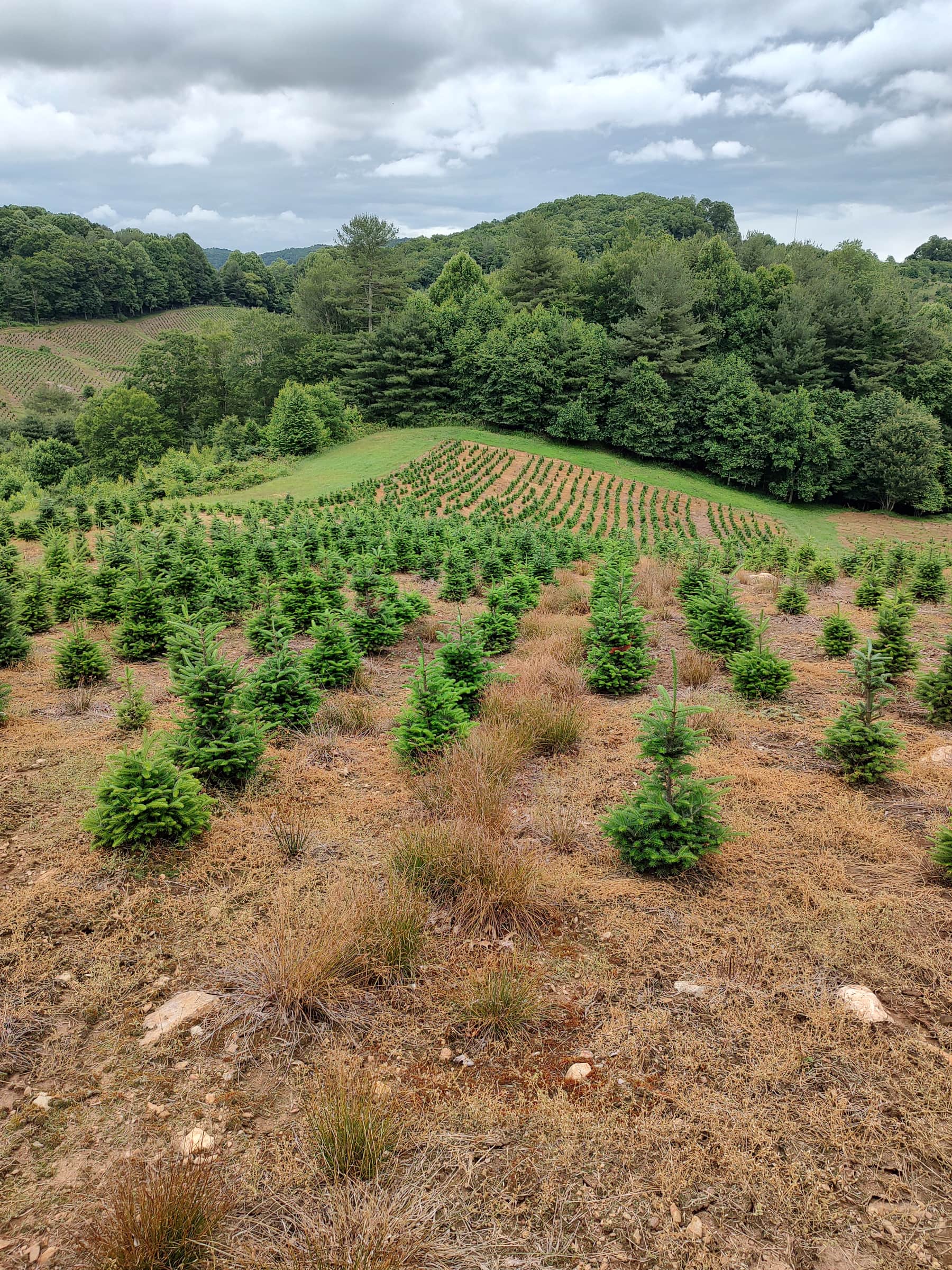 Panoramic view of Christmas tree fields in North Carolina's High Country